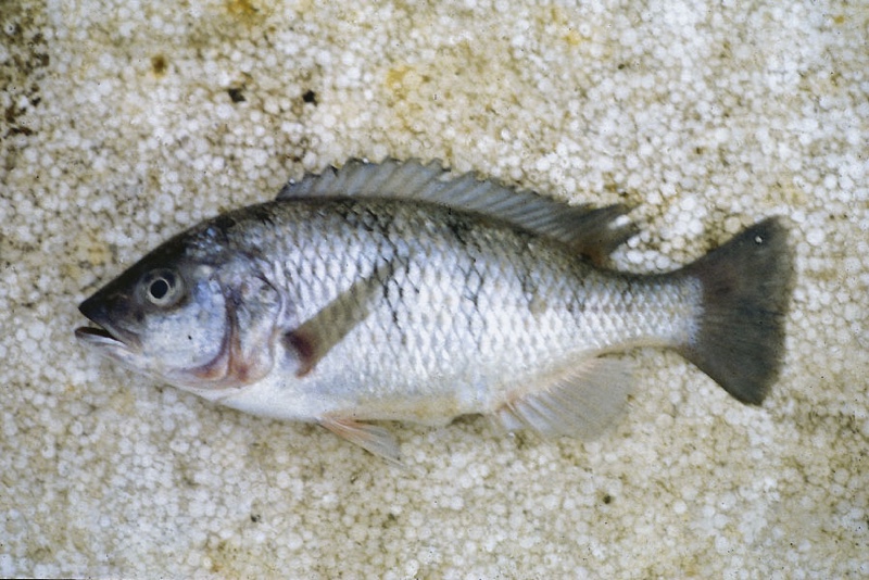 Corematodus shiranus 'Monkey Bay'